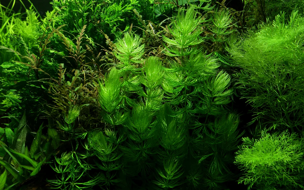 Ceratophyllum demersum 'Foxtail' 2