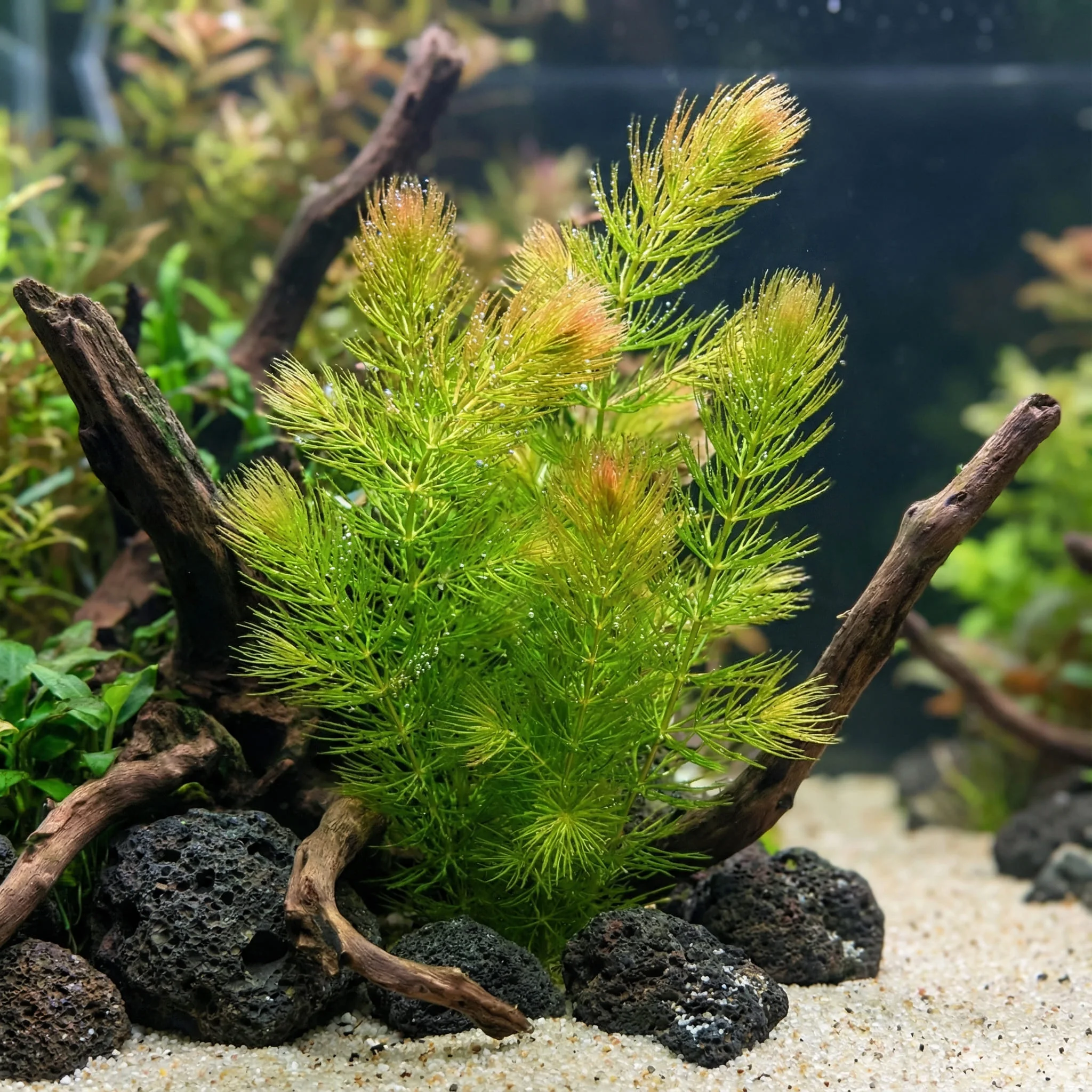 Ceratophyllum demersum 'Foxtail' 3