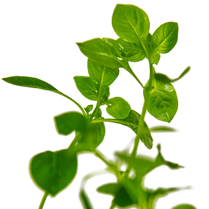 Ludwigia palustris 'Green' 2