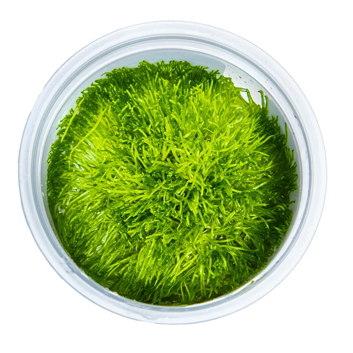 Riccia fluitans mossa 2
