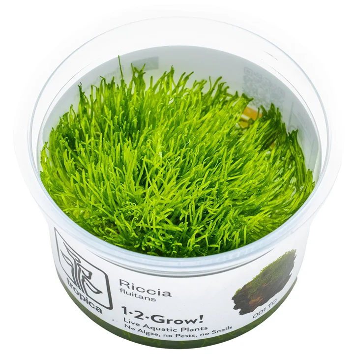 Riccia fluitans mossa