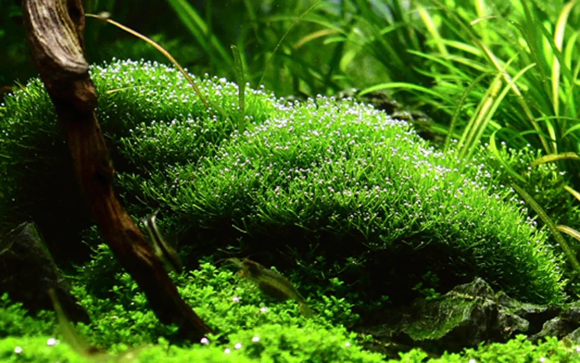 Riccia fluitans mossa 4