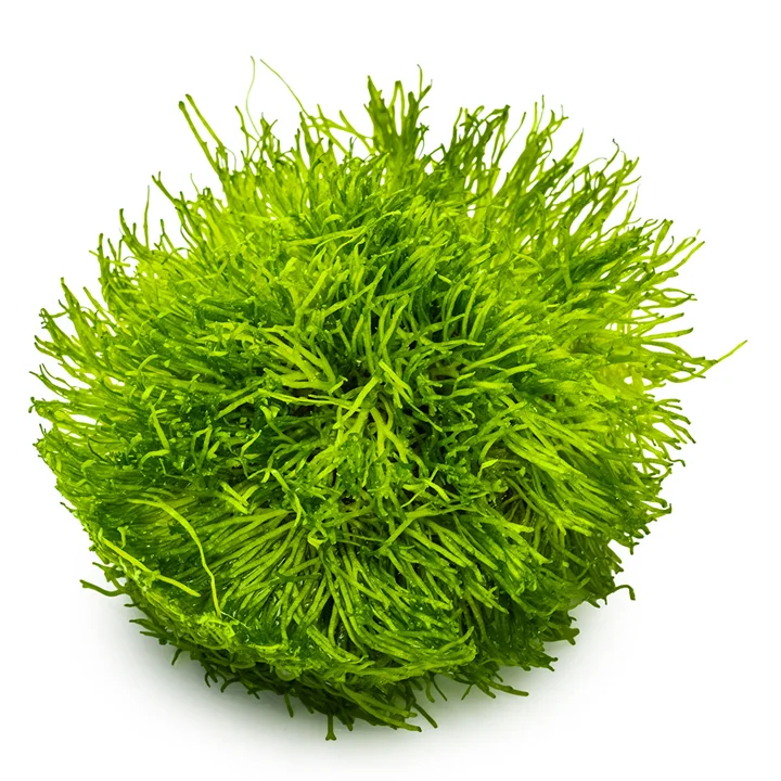 Riccia fluitans mossa 3