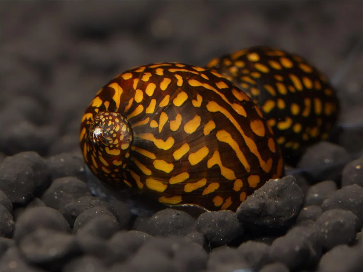 Leopard snail 3