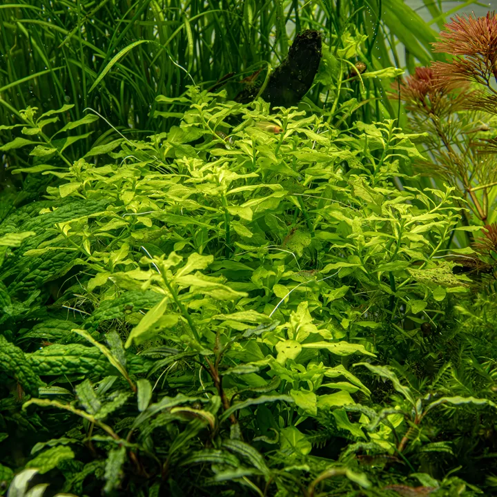 Ludwigia palustris 'Green' 4