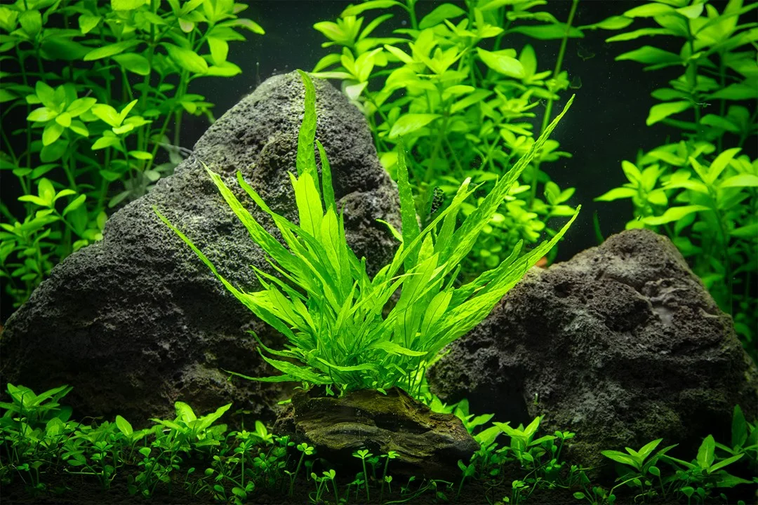 Microsorum pteropus nano wood 4