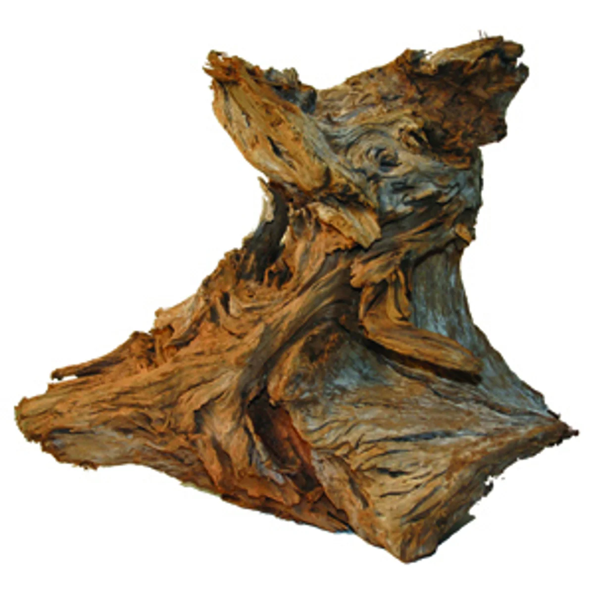 Mangrove root small 15–25 cm