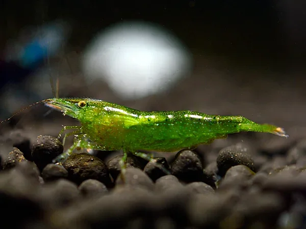 Green Babaulti