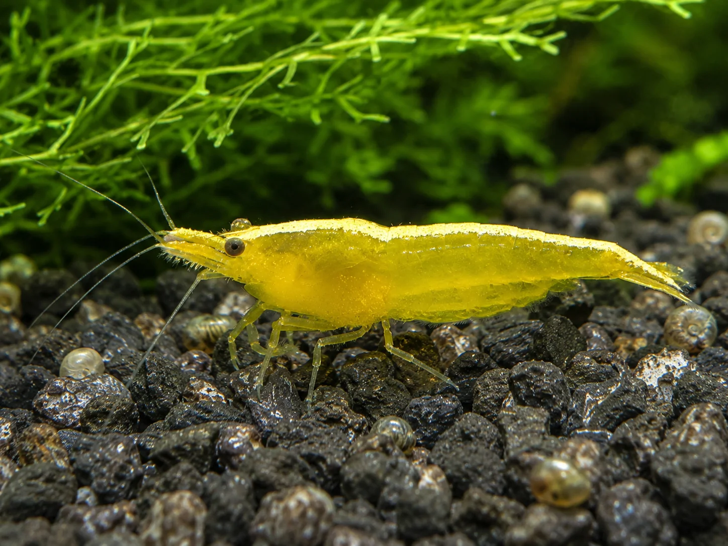 Yellow Neon 2