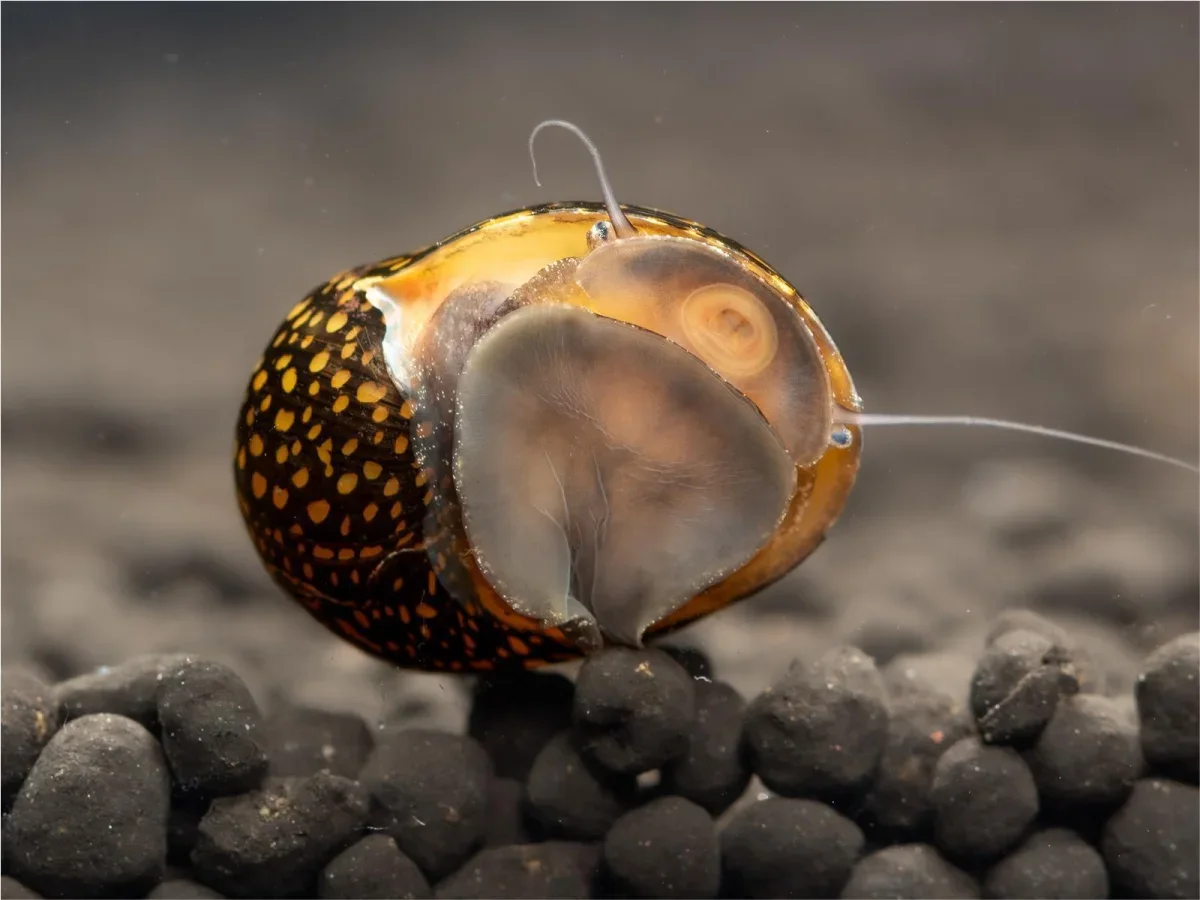 Leopard snail 2