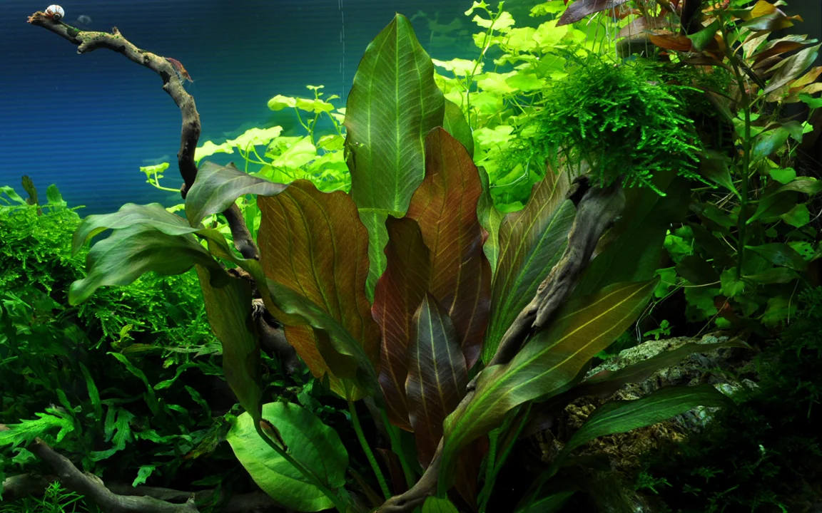 Echinodorus 'Reni' 2