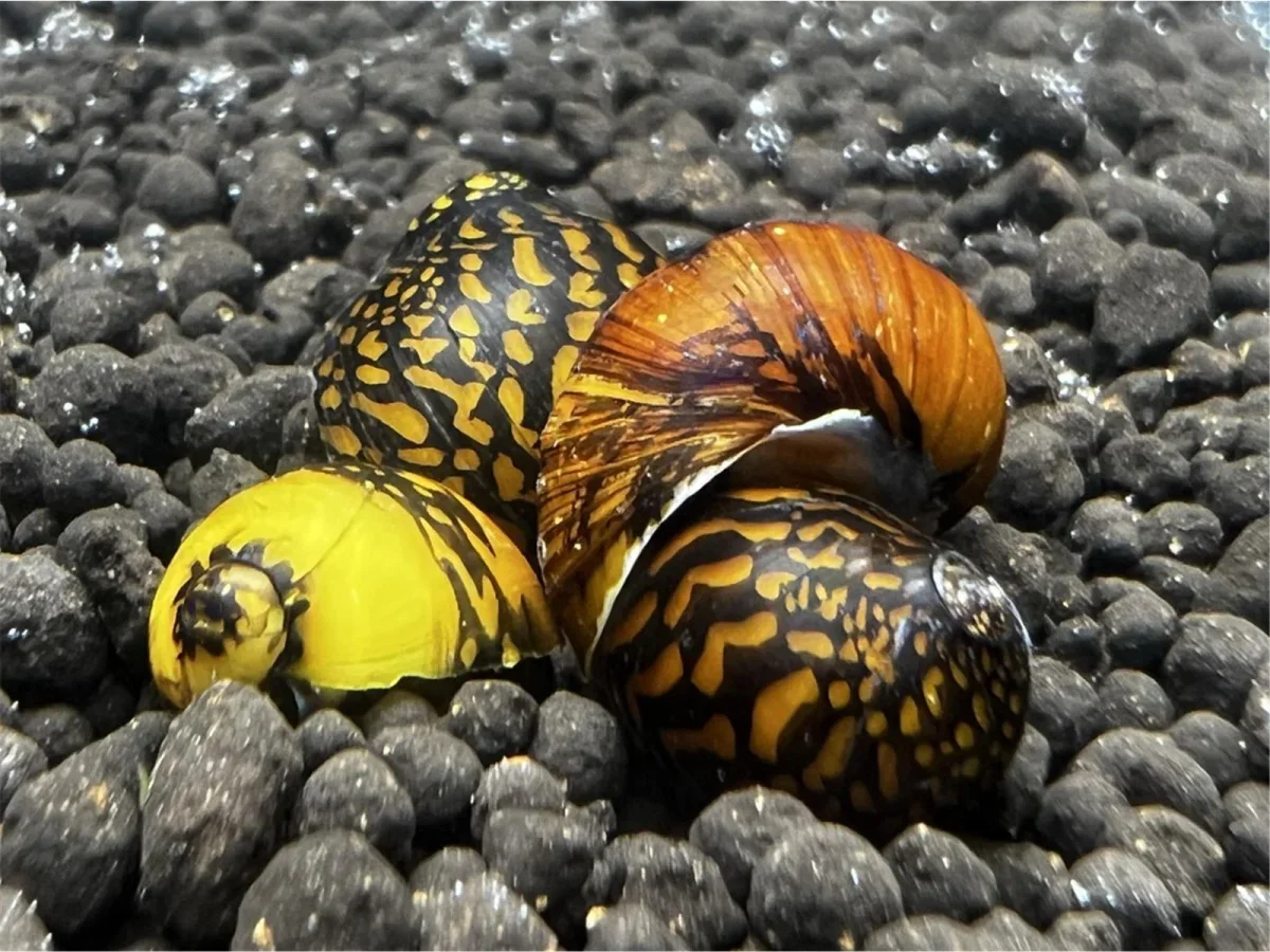 Leopard snail 4