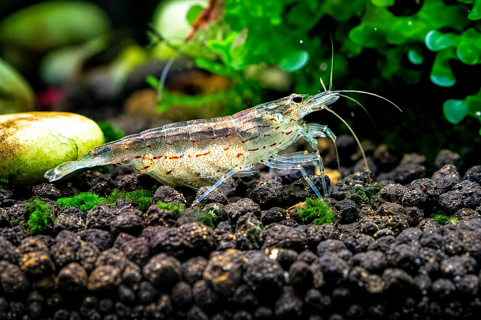 Amano 2
