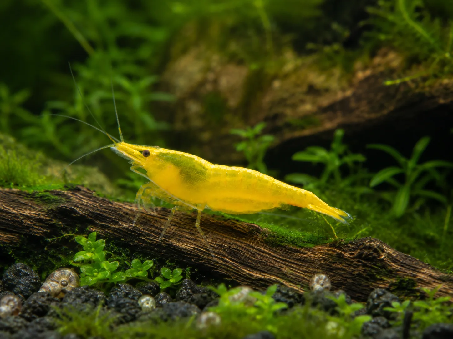 Yellow Sakura 2
