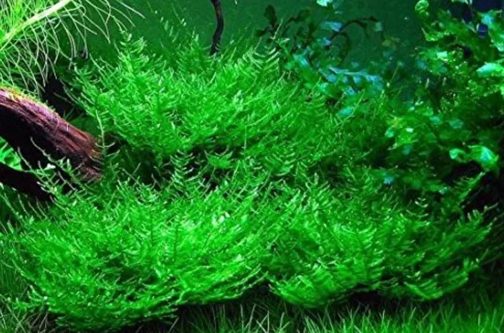 Peacock Mossa 3