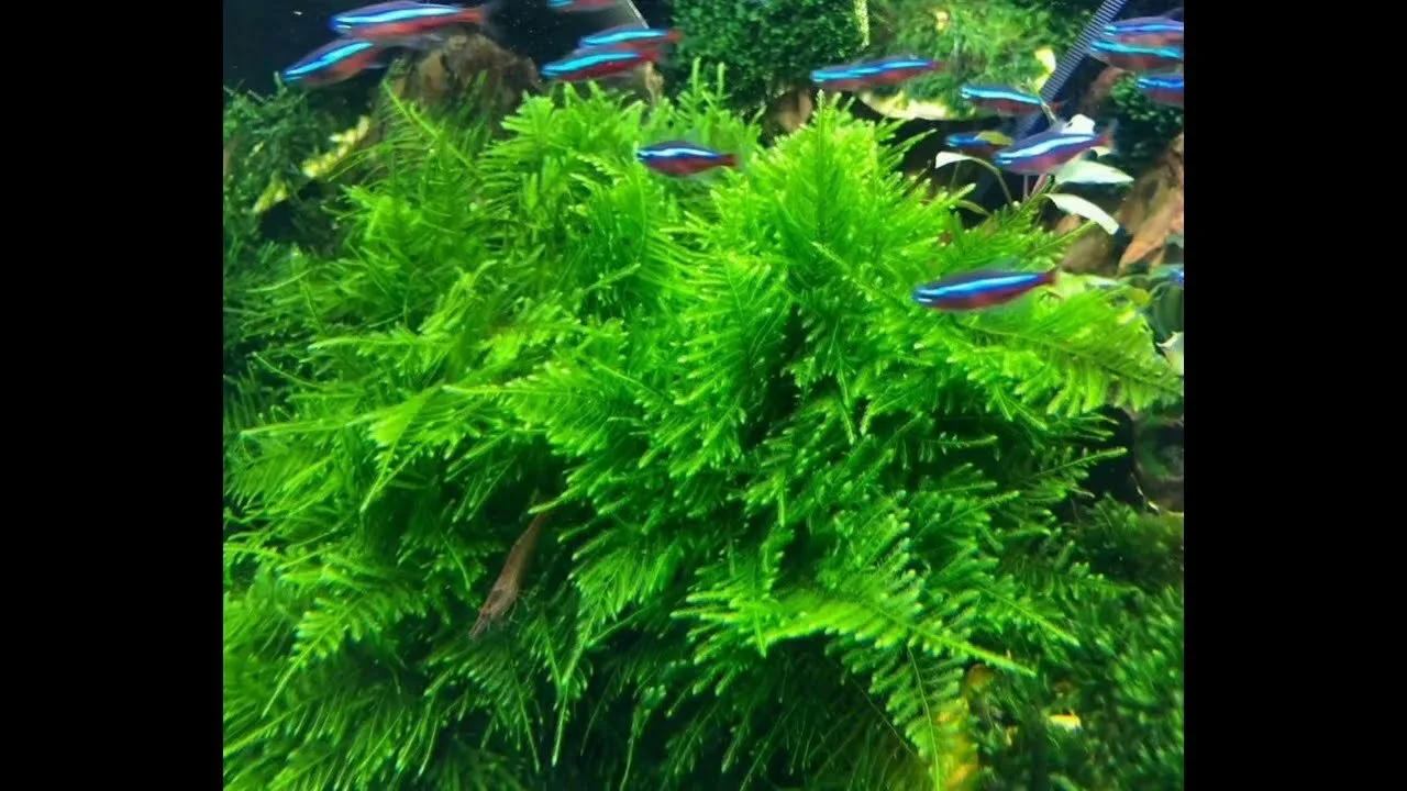 Peacock Mossa 2