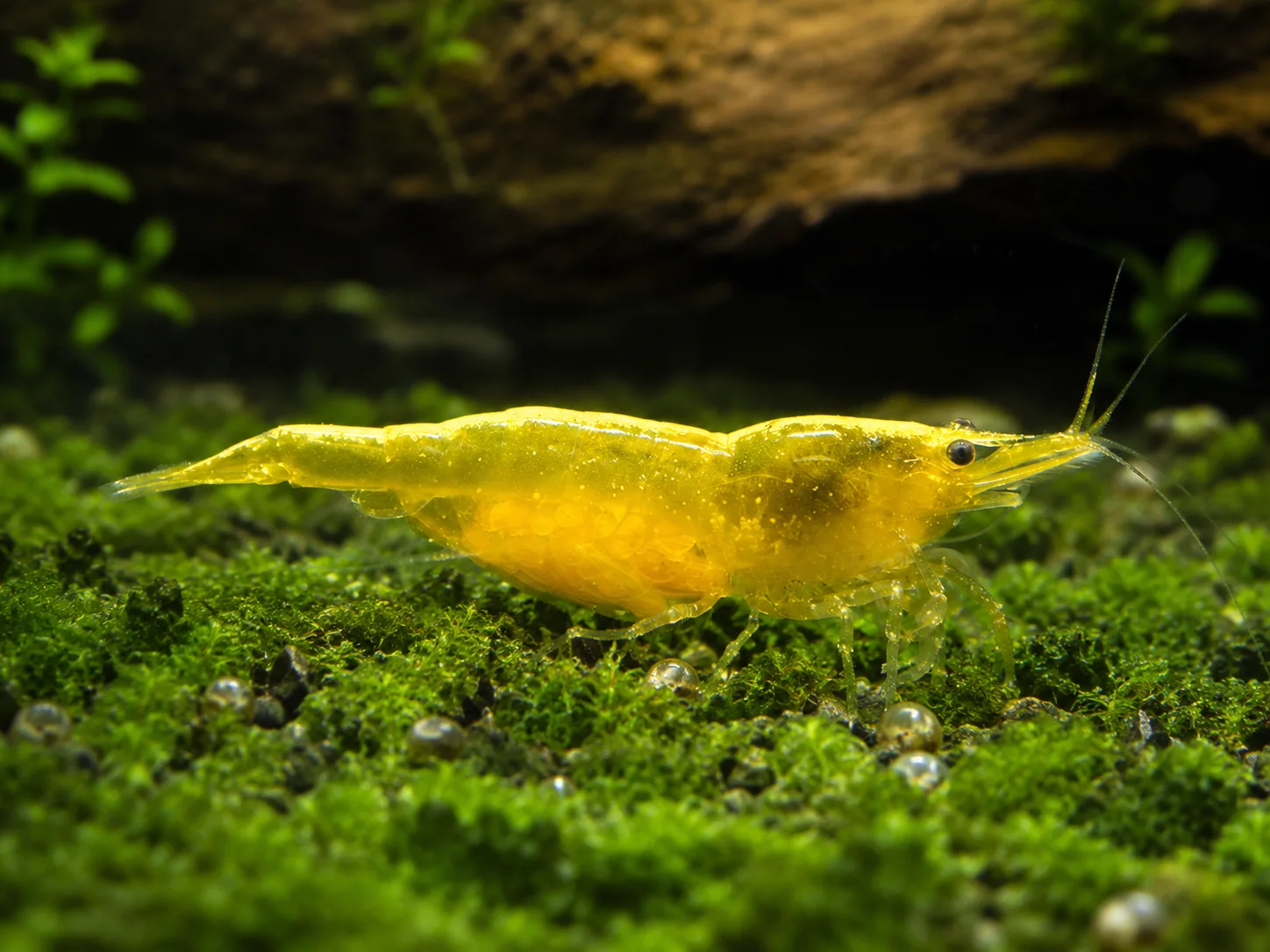 Yellow 2