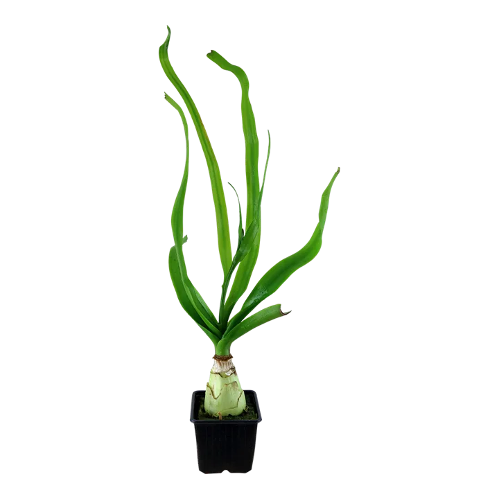 Crinum thaianum 3
