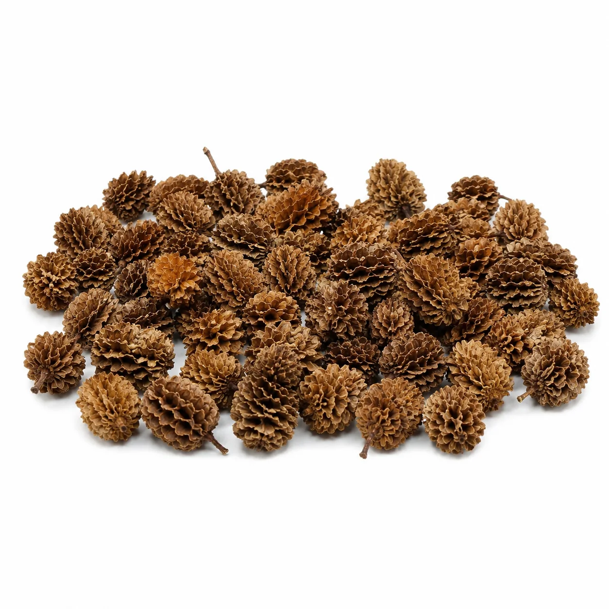Casuarina Cones 30 g