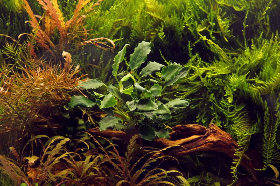 Anubias barteri var. nana ’Kirin’ 4