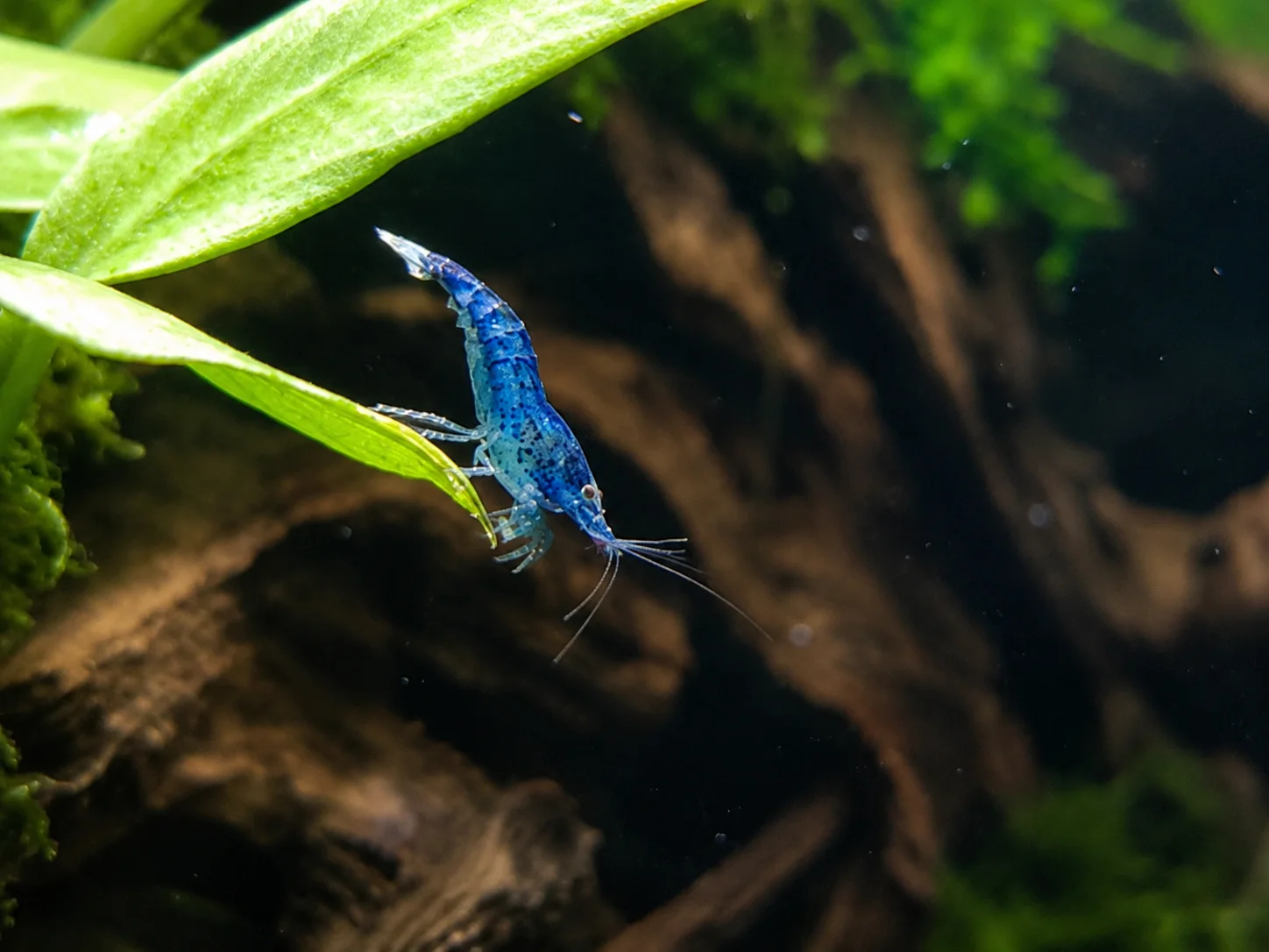 Blue Diamond 8