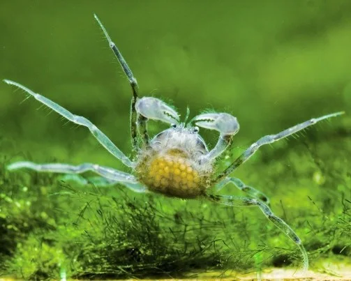 Micro Spindelkrabba - Akvatisk 4