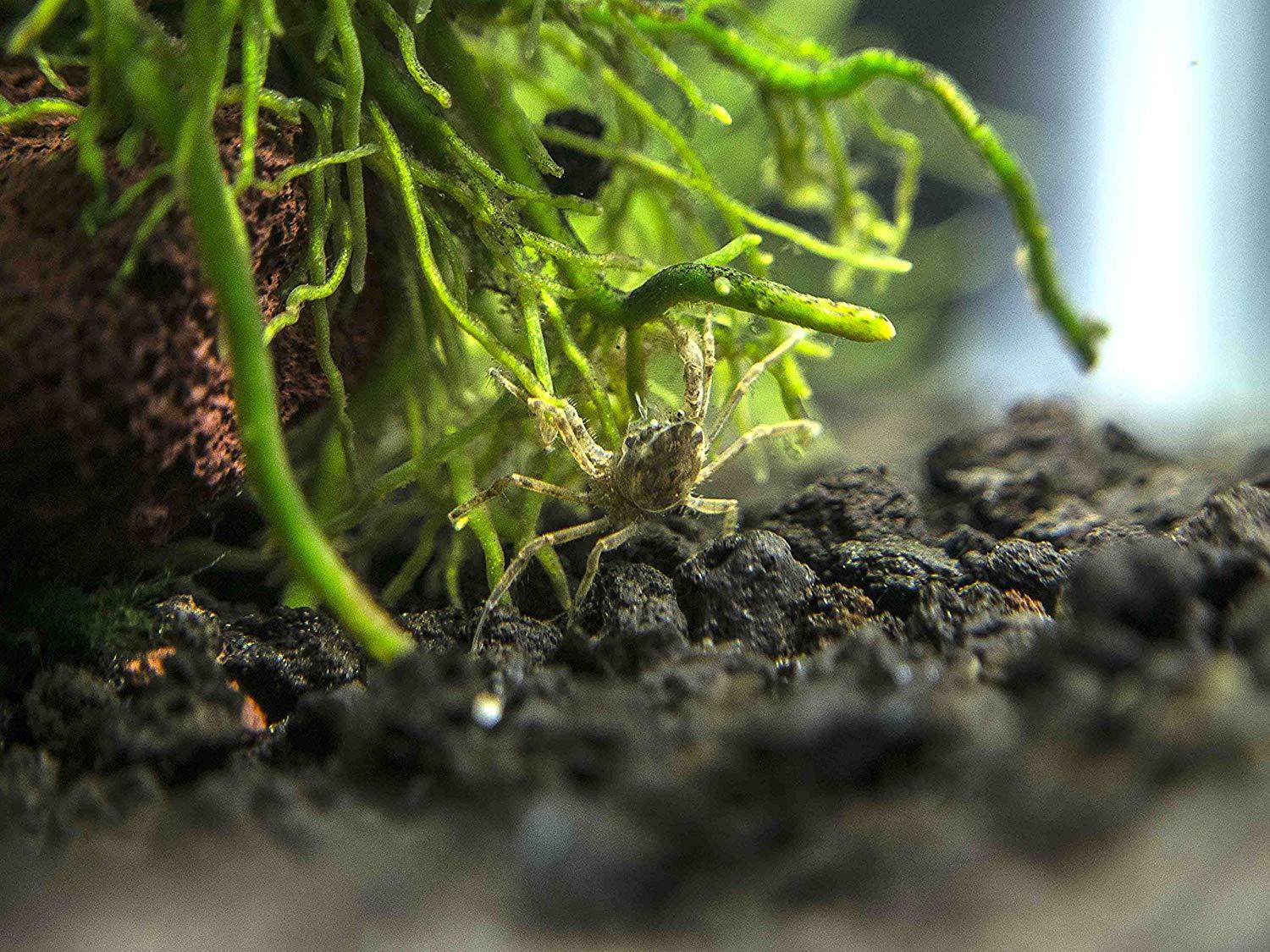 Micro Spindelkrabba - Akvatisk 2