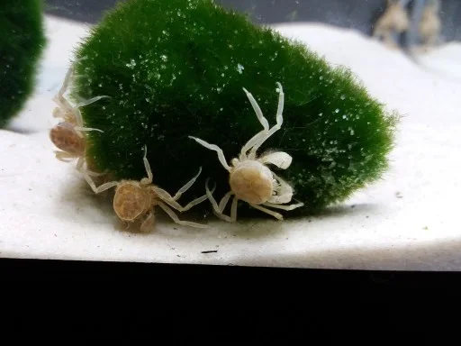 Micro Spindelkrabba - Akvatisk 3