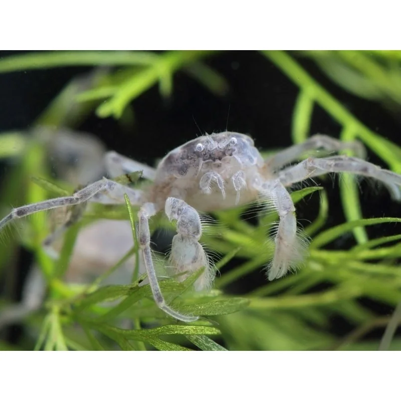 Micro Spindelkrabba - Akvatisk 6