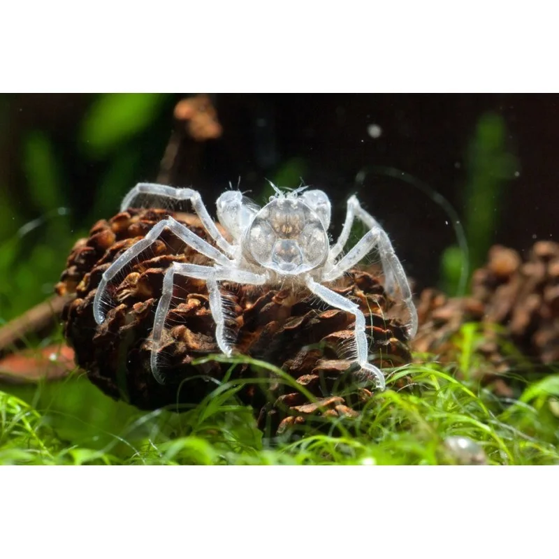 Micro Spindelkrabba - Akvatisk 5