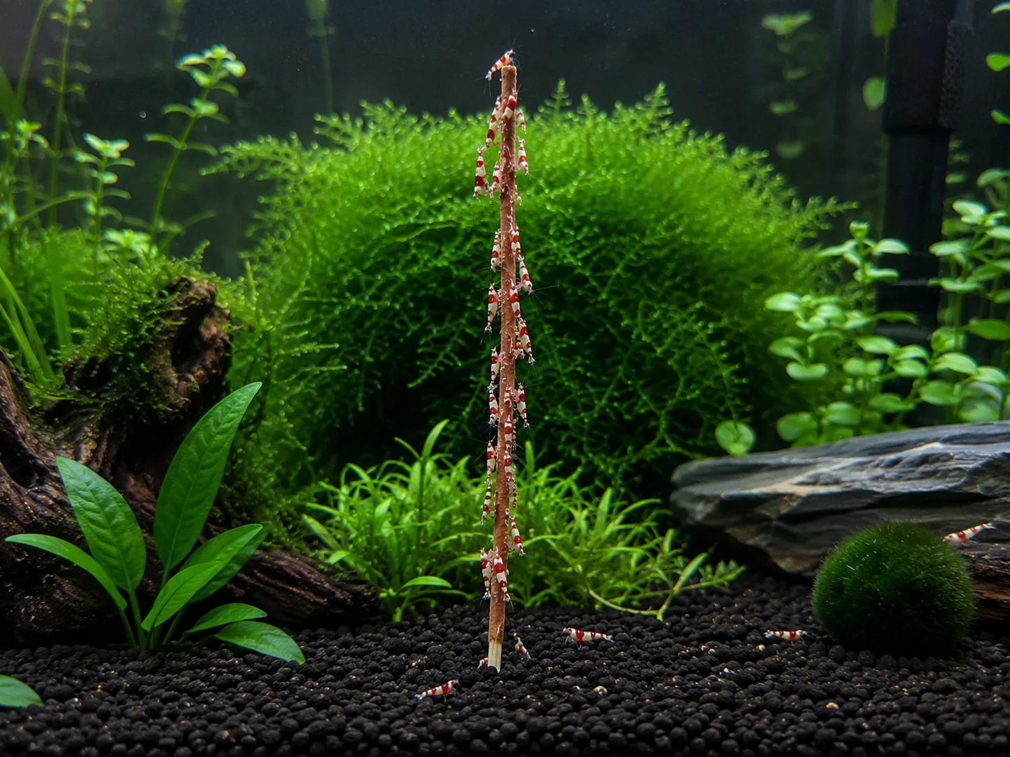 Shrimp-Lollies Krill-Power 2