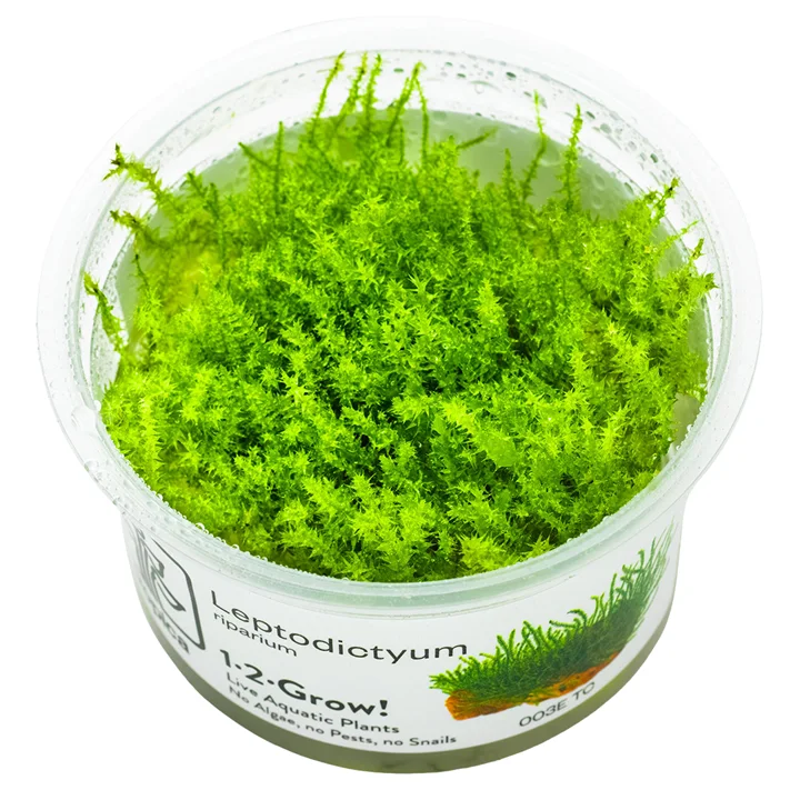 Leptodictyum riparium mossa