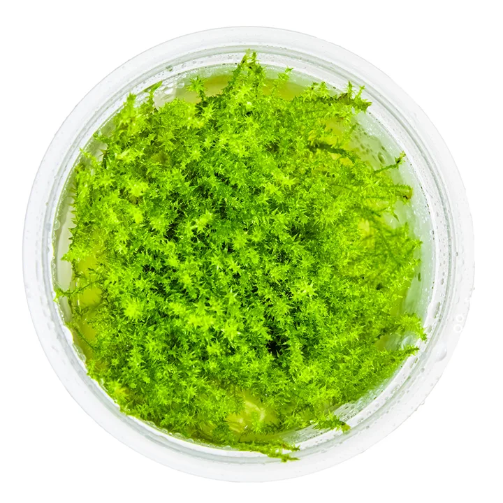 Leptodictyum riparium mossa 2