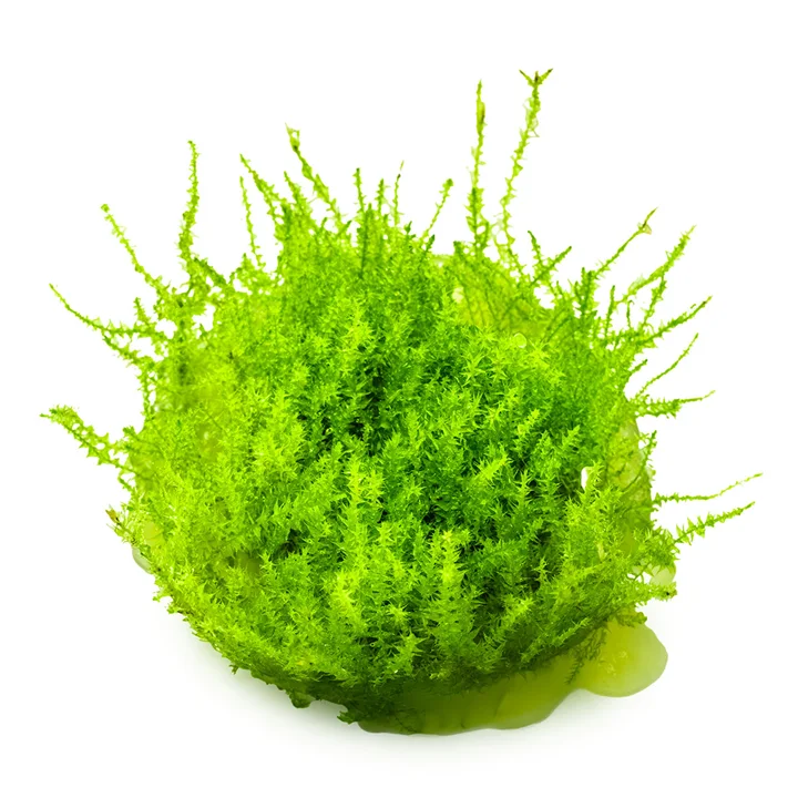 Leptodictyum riparium mossa 3