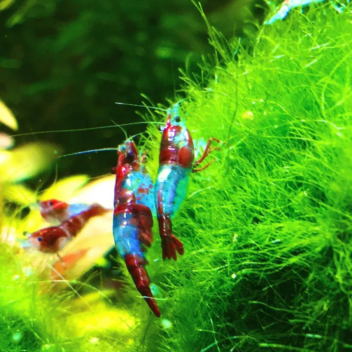 Blue Red Rili 2