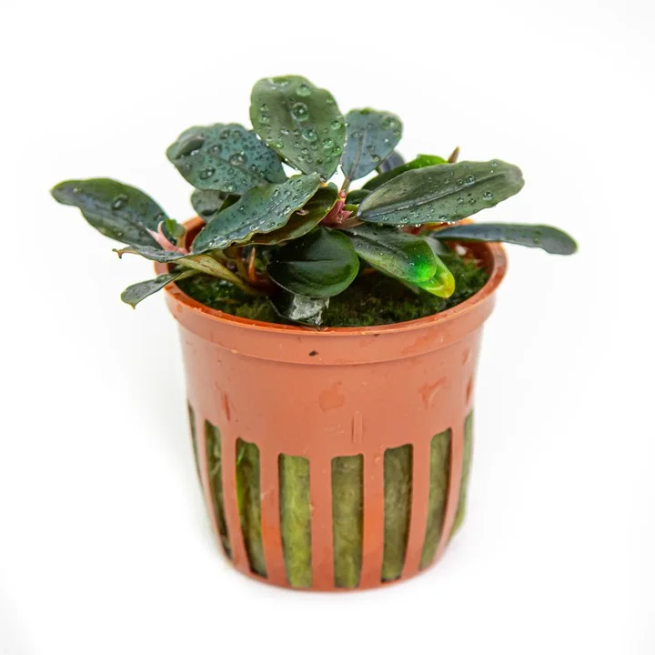 Bucephalandra sordidula 'Blue' 3
