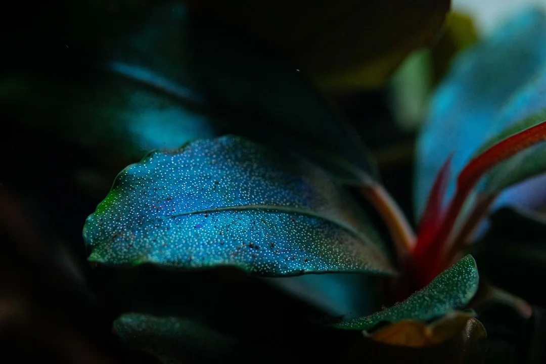 Bucephalandra sordidula 'Blue' 2