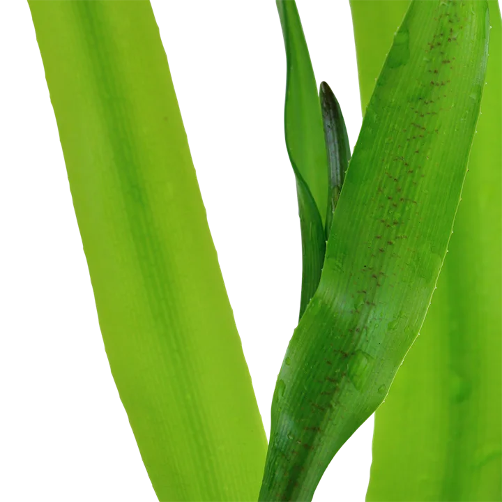 Crinum thaianum 2