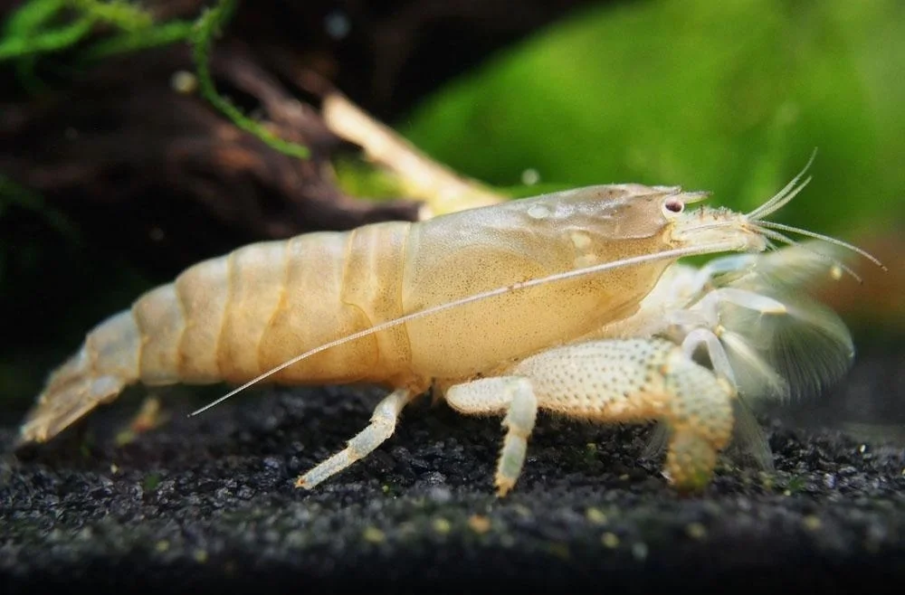 Gabon räka 3