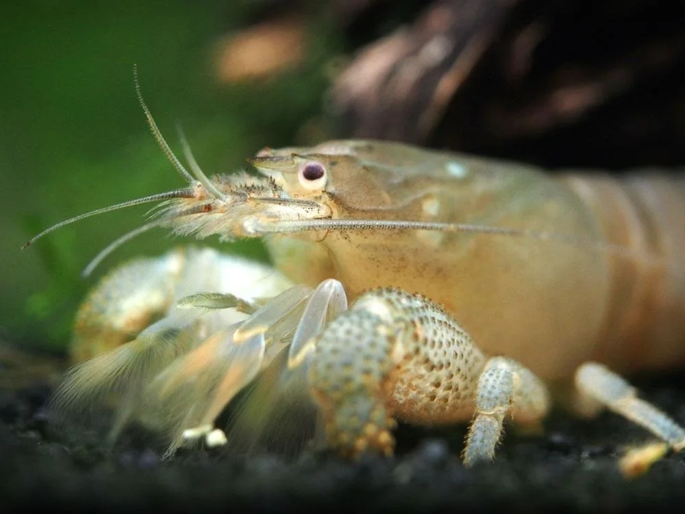 Gabon räka 2