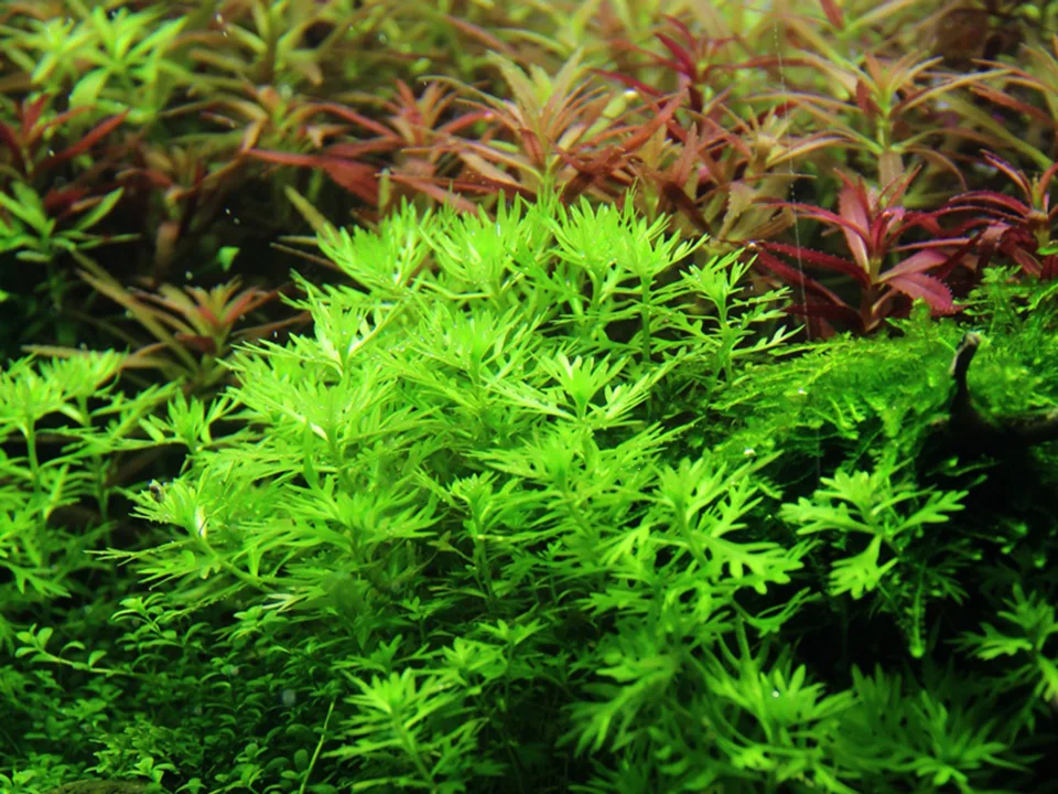 Hottonia palustris 3