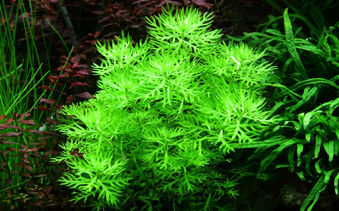Hottonia palustris 2
