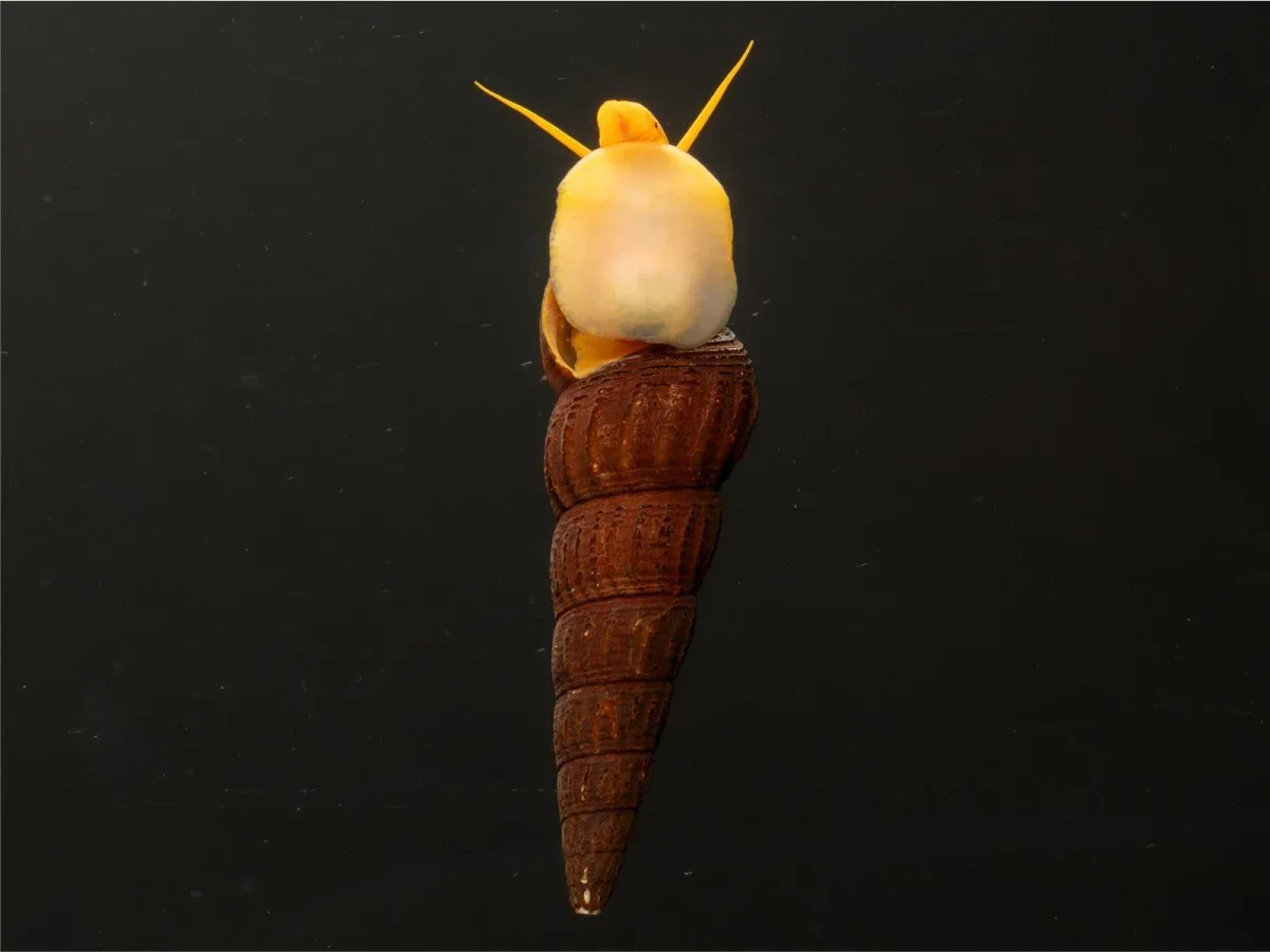 Elefantsnäcka Guld 3