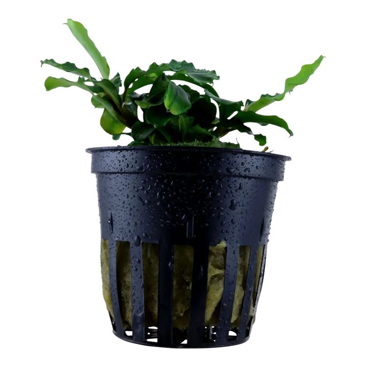 Bucephalandra pygmaea 'Bukit Kelam' 2