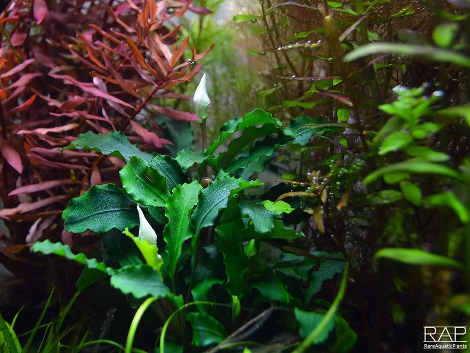 Bucephalandra pygmaea 'Bukit Kelam' 3