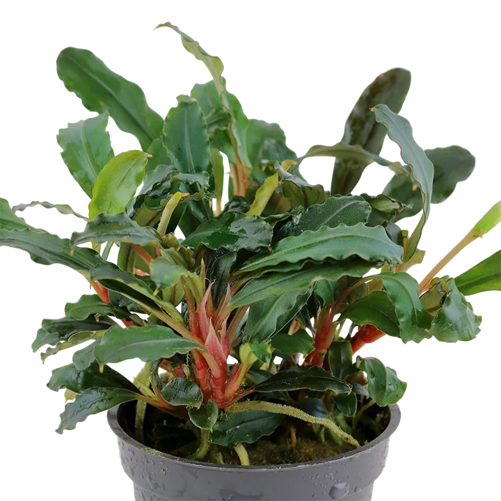 Bucephalandra sp, 'Red'
