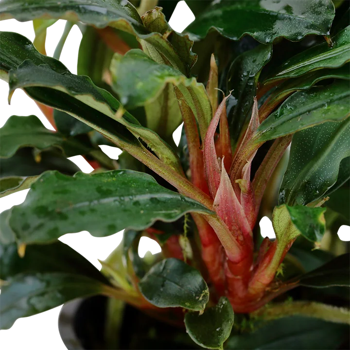 Bucephalandra sp, 'Red' 3