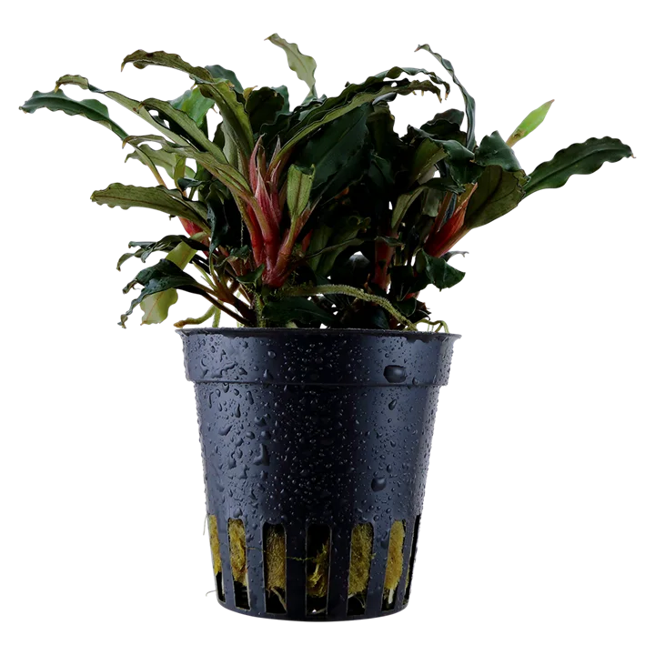 Bucephalandra sp, 'Red' 2