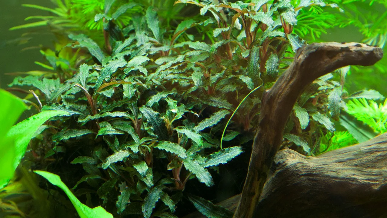 Bucephalandra sp, 'Red' 4
