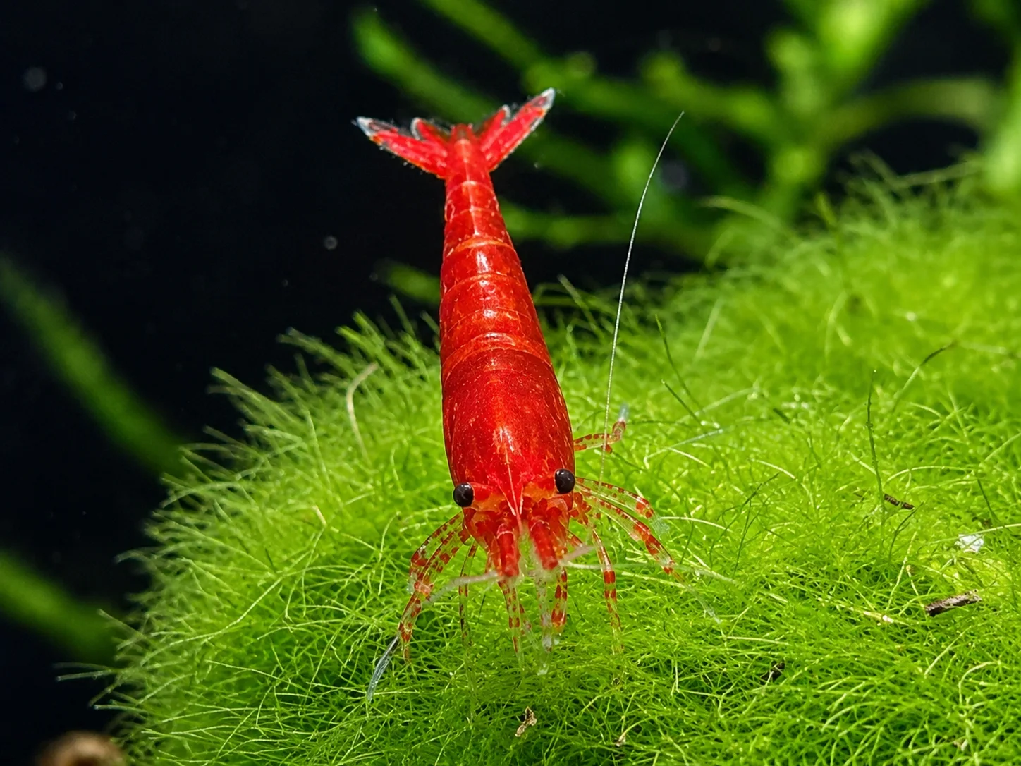 Bloody Mary 3